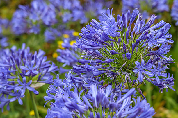 Agapanthus africanus, commonly named the African lily, is a flowering plant from the genus Agapanthus.