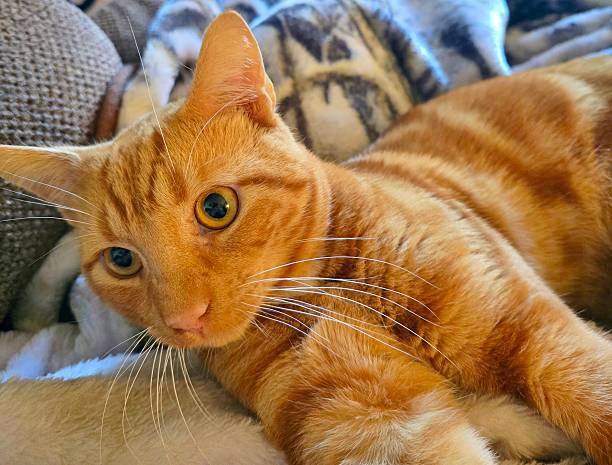 istock Cute ginger cat, relaxing indoors on a blanket 2245529517