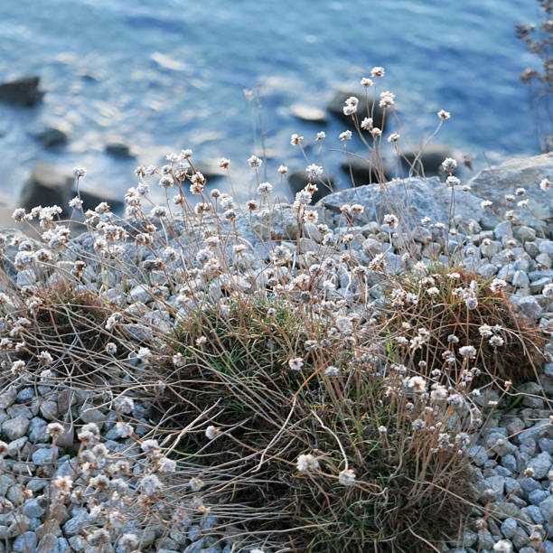 Small white wildflowers grow among pale stones near the cliff edge, with the blue ocean softly visible in the background. Natural textures and light tones typical of the Brittany coastline, evoking a calm and authentic coastal atmosphere.