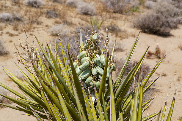 Mojave Yucca green seed pods. Joshua Tree National Park desert landscape. Copy space (Yucca schidigera)
