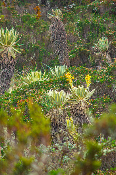 istock Frailejones in Purace National Park 2245531720