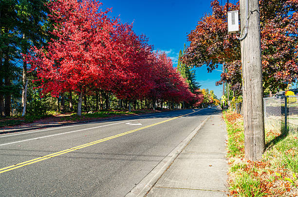 istock Seatac Streetside Autumn Trees 7 2245533674