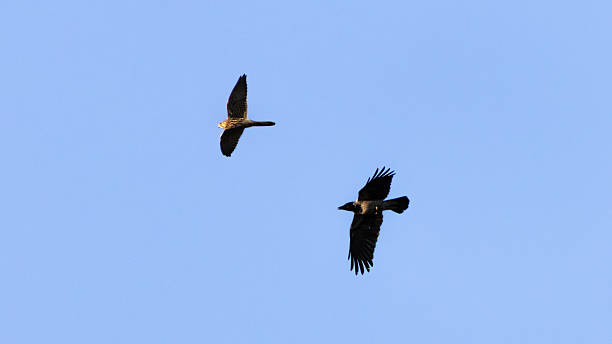 istock Red-Footed Falcon Flying in Clear Blue Sky Hunting Insects 2245534547