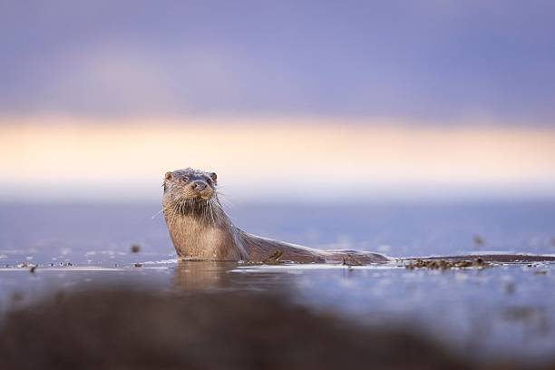 istock Curious Otter in a Serene Lake at Sunrise 2245534755