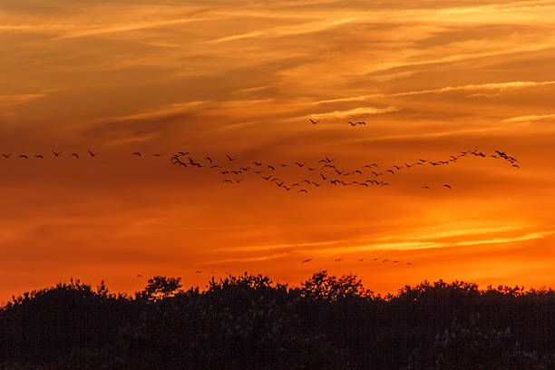 istock Sunset in Zingst, Mecklenburg-Vorpommern, Germany 2245535032