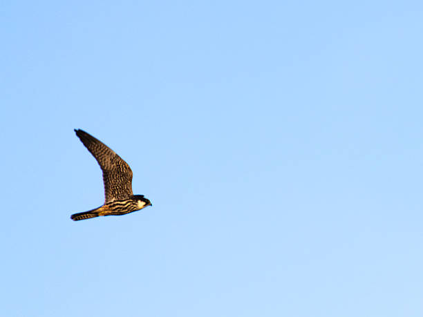 istock Red-Footed Falcon Flying in Clear Blue Sky Hunting Insects 2245535614