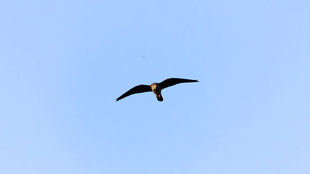 istock Red-Footed Falcon Flying in Clear Blue Sky Hunting Insects 2245536365