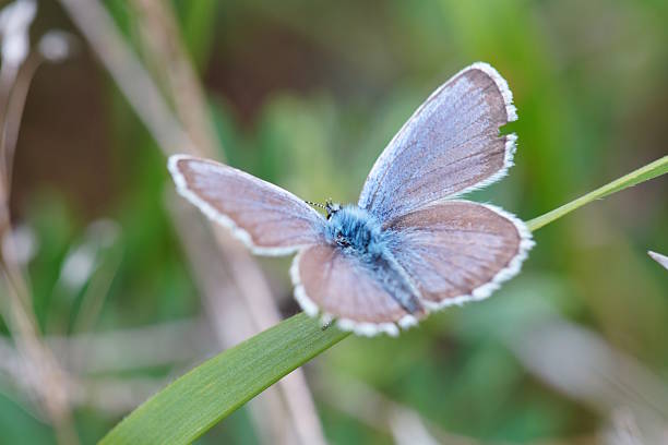 istock A blue butterfly with outstretched wings. Insects in nature. 2245538594