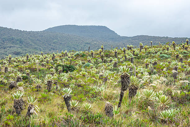 istock Frailejones in Purace Landscape 2245539103