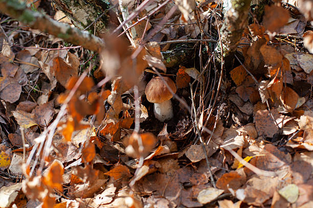 Porcini mushroom in autumn leaves on a sunny day
