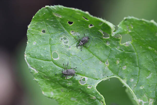 istock Ceutorhynchus obstrictus, the cabbage seedpod weevil, is a species of snout beetles or true weevils which is widespread in Europe and lives on several types of crucifers. 2245539514