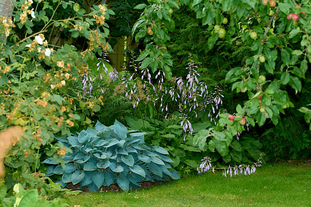 A serene Danish garden scene with blue-green hosta groundcover and delicate purple flower spikes rising gracefully among surrounding greenery. Arching branches frame the garden, inviting calm and natural beauty. Ideal for landscape, gardening, and outdoor living themes.
