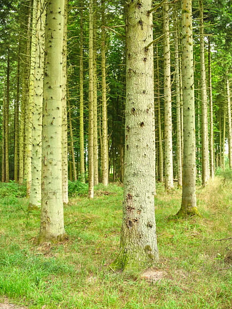 Dense birch forest in Denmark featuring Betula pendula trunks, light filtering through the canopy, and a peaceful, green woodland floor. A serene natural setting perfect for nature, travel, and ecological themes, conveying calm and pristine Nordic landscape.