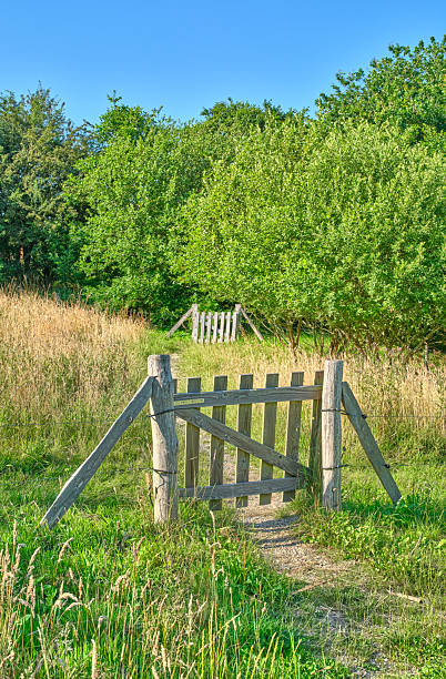 A calm rural landscape in Denmark featuring a weathered wooden gate opening to a meadow; tall grasses sway beside a fence while lush orchard trees fill the distance under a clear blue sky. A peaceful, inviting countryside view perfect for nature, farming, and rural life themes.