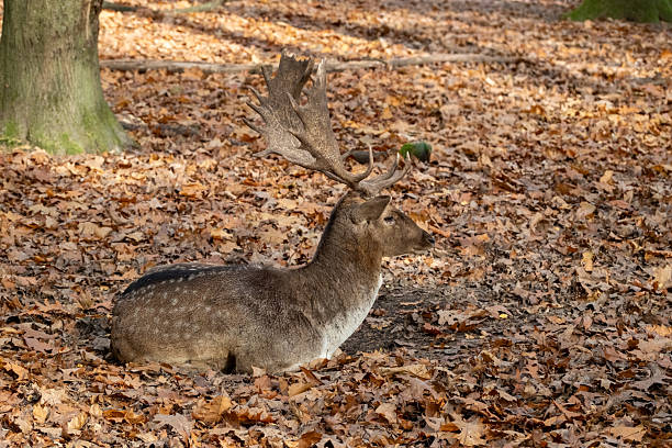 Fallow deer buck with antlers resting peacefully on brown fallen leaves in sunlit forest