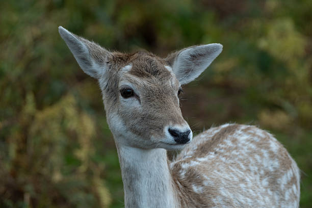 Fallow Deer Doe At Sunrise