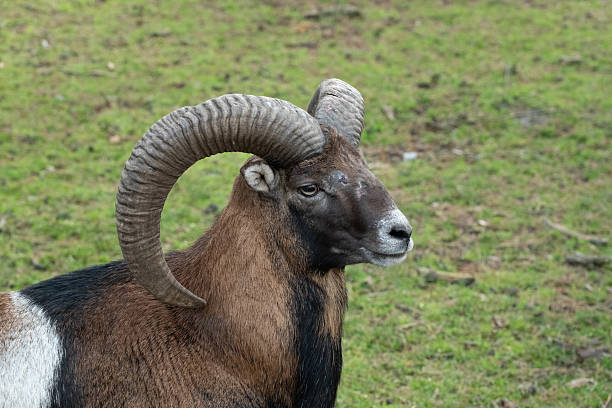 istock Mouflon ram standing with large curved horns in profile 2245541683