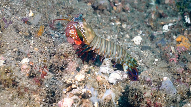 istock Peacock Mantis Shrimp (Odontodactylus scyllarus) out in the open at Lembeh 2245542244