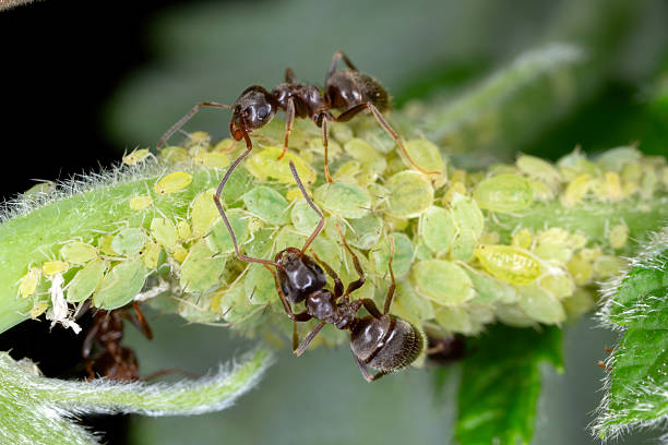 Various macro photos with flora, flowers, bees, wasps, flies, ants and different insects.