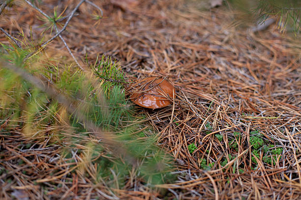 Small Porcini, Boletus edulis mushroom among pine needles in an autumn forest