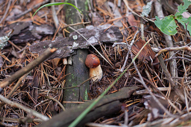 Small porcini mushroom among the pine needles and deadwood. Location: Kyiv region, Ukraine