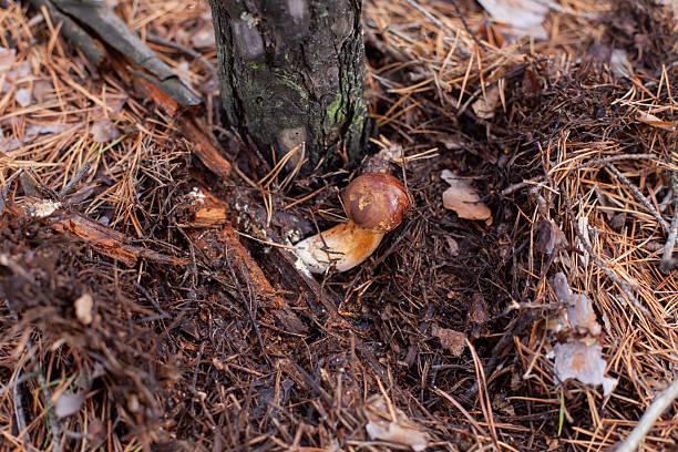 Porcini mushroom under the pinetree among the pine needles