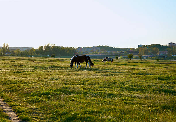 Horses graze on spacious green pasture.