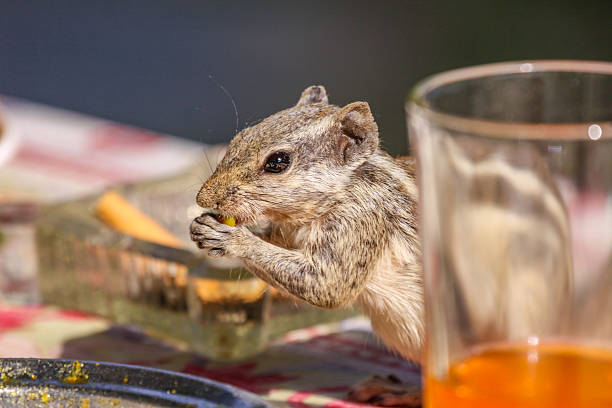 Portrait of a curious little chipmunk foraging for food on a sandy ground outdoors on a sunny day
