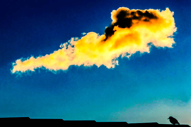 A lone bird watches a dramatic, golden cloud formation against a vibrant blue sky at dusk in Sydney, NSW, Australia. (Photo by Tara Chand Malhotra)