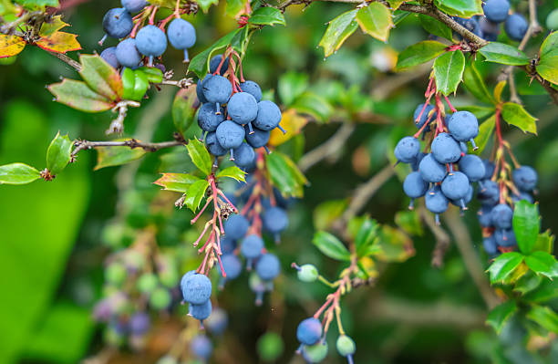 istock Berberis darwinii, Darwin's barberry 2245550461