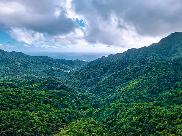 istock Jungle Leading to the Sea 2245551258