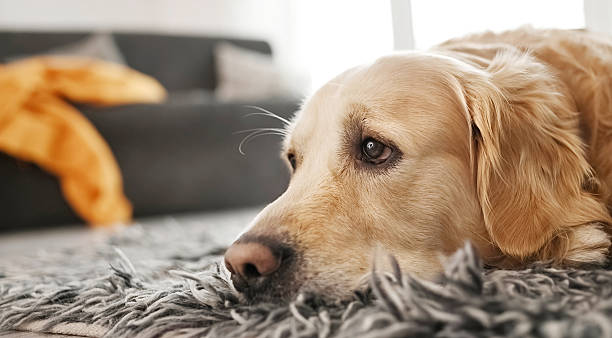istock Golden retriever dog at home alone 2245551568