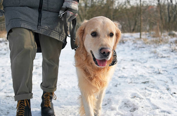 istock Woman Walks Her Dog On Leash During Winter Stroll 2245551980