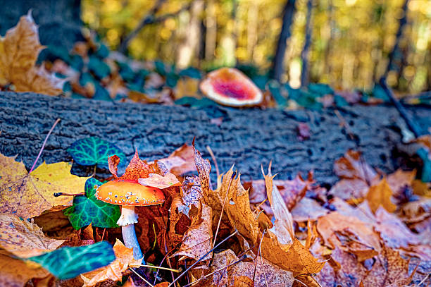 Fly agaric mushroom (Amanita muscaria) in a forest under autumn-colored leaves.