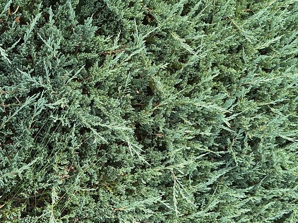 istock Background of small fir branches of juniper 2245553040