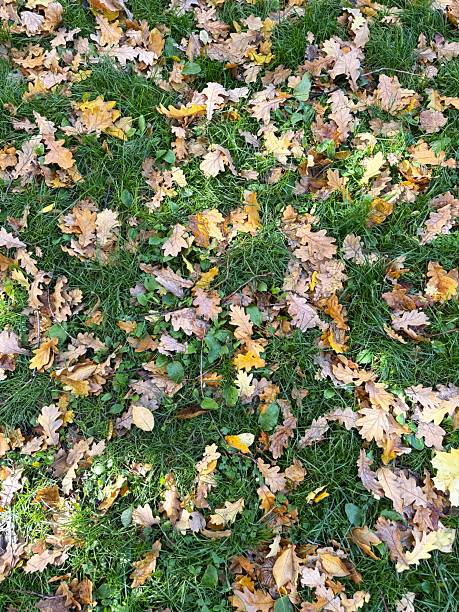 Autumn leaves on green grass. Top view