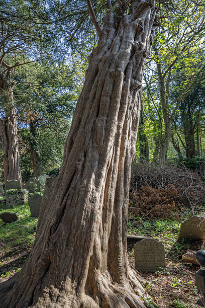 istock Large tree among headstones in a historic graveyard. in a historicx graveyard. 2245554208