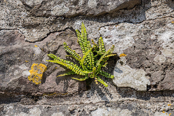 Laugharne, Wales, United Kingdom. Bright green fern growing on an old stone wall.