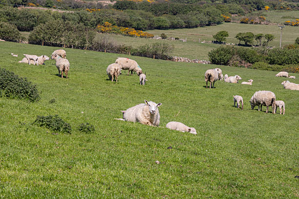 istock Sheep in a green pasture on a sunny day. 2245555272