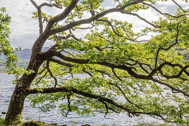 Snowdonia, Gwynedd, Wales, United Kingdom. Tree on a lake shore in Snowdonia National Park.