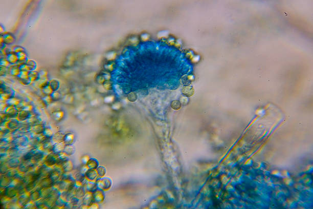 istock Microscopic View of a Fungal Head (Conidiophore) with Blue S 2245557437