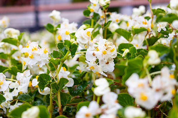White begonias symbolise purity, innocence and peace. They are available in several varieties, including the popular Begonia semperflorens and large-flowered tuberous begonias, and require specific care such as bright indirect light and adequate watering to thrive.