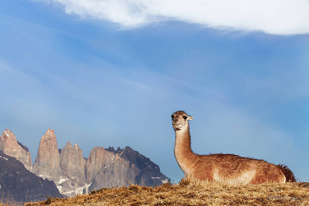 Guanaco in Torres del Paine National Park, Patagonia, Chile