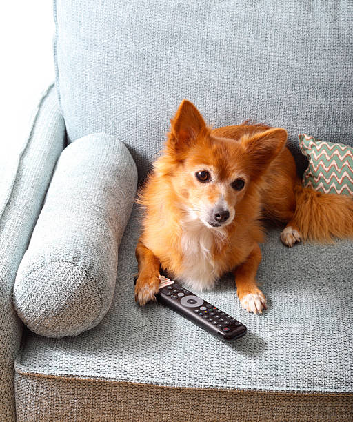 istock red hair dog lying on the sofa with tv remote control 2245559371