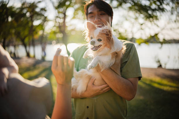 A happy couple enjoys with their pets, a long-haired Chihuahua and a Sphynx cat, in a park at sunset.