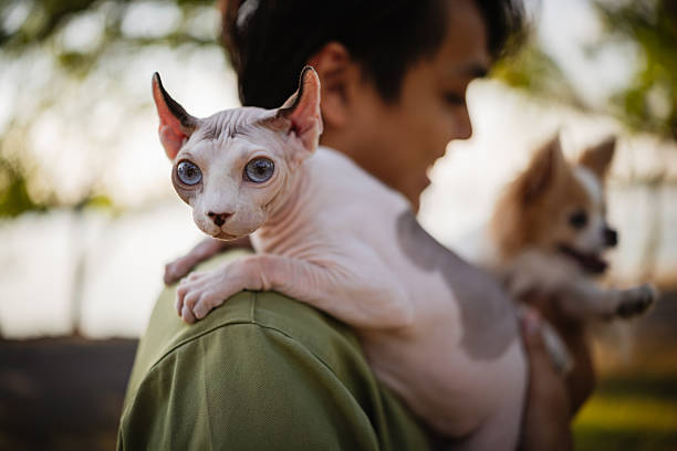 A smiling man holds a hairless Sphynx kitten and a fluffy Chihuahua in his arms in a park at sunset. Focus is on the cat.