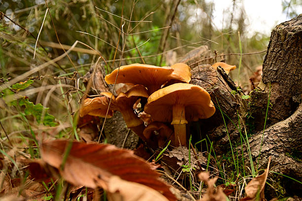 istock Inedible mushrooms 2245560684