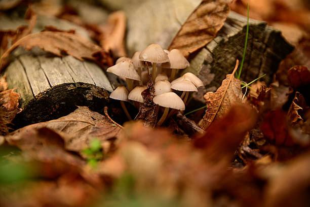 Inedible mushrooms growing in the damp soil, among lava rock, dirt, leaves, and moss. During the autumn, the woods on the slopes of Etna fill with mushrooms and chestnuts. This year, unfortunately, due to the unfavorable weather conditions, few edible mushrooms have appeared in the Etna woods.