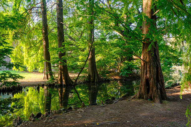 istock Autumn at Parco Sempione, Milan 2245561022