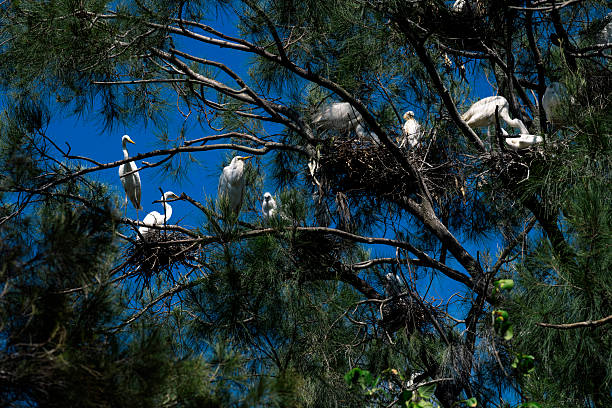 istock Rookery of Great Egrets (Ardea alba) nesting 2245562132